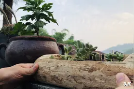 枯木逢春也有时：如何手工自制枯木多肉花槽图片
