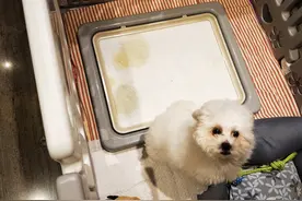 会踩自己大便的比熊犬：“以前我没得选，现在我想做个好狗”图片