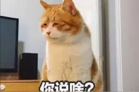 好话听不见，坏话立马就听见？说“装聋”，你可能冤枉了他们图片