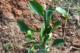 泰国红宝石青柚种植缺氮与矫正技术图片