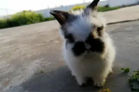 养的猫猫兔生了一对宝宝图片