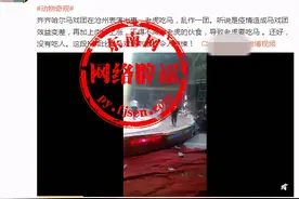 太原动物园狮子尾巴都断了没人管？齐齐哈尔马戏团在沧州表演？不实图片