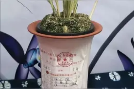 云南大理早年下山的一颗莲瓣兰中透缟花，后来成为镇园之宝图片