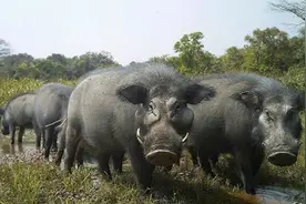 中国野猪开始局部泛滥，人猪矛盾不断激化，百万头野猪如何处理？图片
