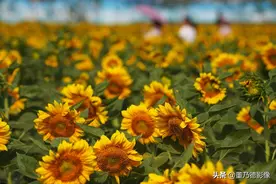 葵花开花后 不再随着太阳转 知道为什么吗？图片