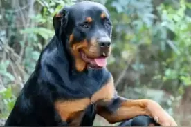 5个原因告诉你，为什么人们更喜欢公犬？图片