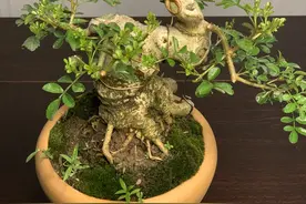 对节白蜡，小老桩好耐看图片