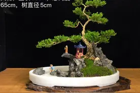 雀舌黄杨盆景，有大理石花盆、陶瓷盆等图片