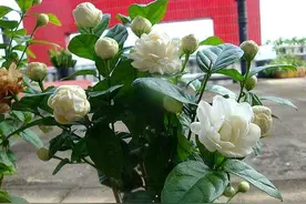 养虎头茉莉，做好几个“关键”，新芽冒不停，枝繁叶茂开花多图片