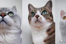 两只猫走廊狂奔，主人感觉画面不对劲，慢放后竟看到俩猫勾肩搭背图片