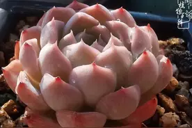 把普货养成美货，时间成就多肉的美图片