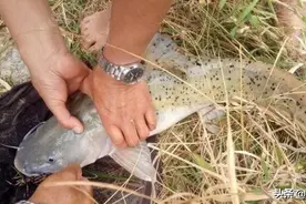 被吃成“保护鱼类”的芝麻剑，连钓鱼人也怕了！违规垂钓将被重罚图片