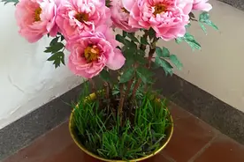 有名的“12种旺财花”，吉祥又大气，养成老桩更“旺家”图片