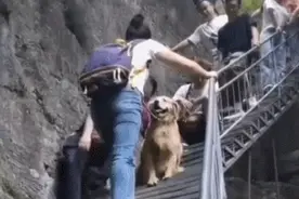 金毛恐高不敢下山，主人一个动作助力，金毛：上山容易下山难图片