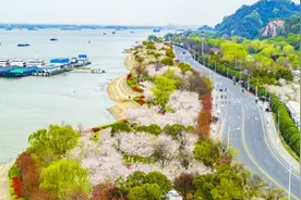 “最长樱花大道”预约首日迎来游客小高潮 1.4万人昨摘下口罩江边赏樱图片