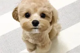 超可爱的 马尔济斯犬宝贝图片