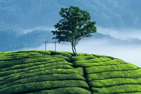 那久远的苹果香图片