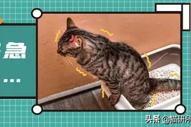猫咪尿道结石反反复复，该如何养护？图片