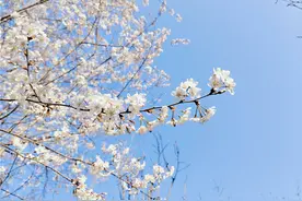 春暖花开如约而至 一组图带你看观山湖区的春意盎然图片