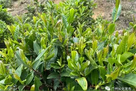 从化桂峰山茶上市了！经6道工序手工炒制，一口回甘！图片