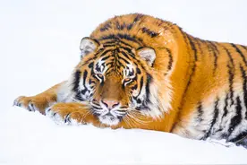 60盘偷猎者的阎王套，让一只年轻的东北虎丧命于26年前的汪清图片