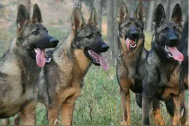国家顶级护卫犬：昆明犬，你了解多少？图片