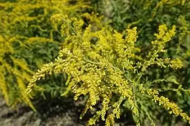 “霸王花”入侵！湖北多地多部门联合防除守护生态安全图片