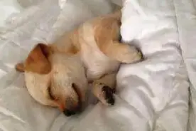 揭开狗子喜欢上床睡觉的真相，是不是很令你感动图片