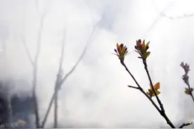 布谷飞飞劝早耕，舂锄扑扑趁春晴图片