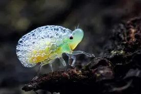拥有超能力的神奇生物，让人惊讶的是最后一种：最恐怖的吞噬者图片