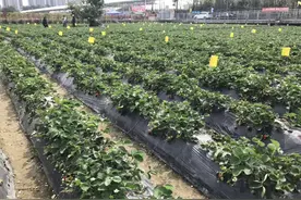 深圳周边草莓园菜园图片