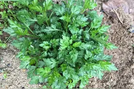 这种野菜有点苦，清热降火，农村房前屋后常见，4月最嫩别错过图片