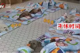 忧桑，学历赶不上李雪琴的狗图片
