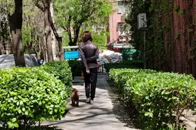 5月1日起，遛狗不拴绳或不佩戴犬牌将涉嫌违法图片