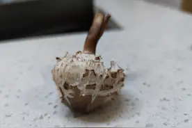 一家人连同狗全被毒倒！都是这道山间美食惹的祸图片