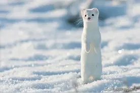 发情不交配就会死，虽然可爱，但是你敢养吗？图片