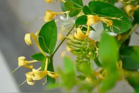 浠水记忆 | 故事的小黄花，是一捧金银花图片