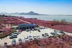 满屏花海！“桃红岩马·水韵冯卯”第五届桃花节人气火爆图片
