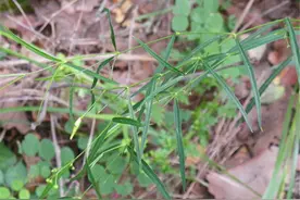 这种野草，若你在家乡有幸见到，请珍惜，它价值珍贵，可遇不可求图片