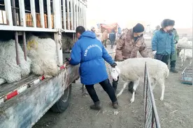 170斤大母羊要11块一斤过秤，一只羊能值这么多钱呢吗？太吓人了视频封面