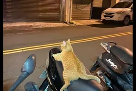 一只橘猫趴在摩托车座垫上，坐姿非常的豪放，猫：带我回家吧图片
