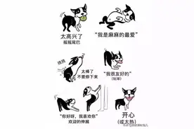 你了解狗狗们的肢体语言吗？图片