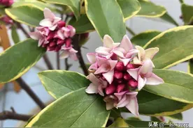 现在养3种花，不要再“重剪”，不然今年没花赏，新手要牢记图片