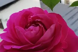 嫩芽繁殖月季花，扦插易成活，当年长成健壮苗，花开百朵香味浓图片