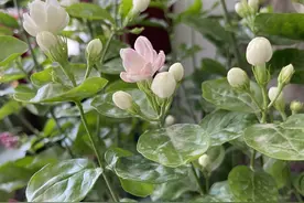 茉莉花释放“三信号”，果断剪一剪，花苞咕噜冒，一次绽放上百朵图片