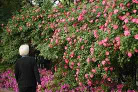 花园三宝“幸福感”排名，月季跌出第一名图片