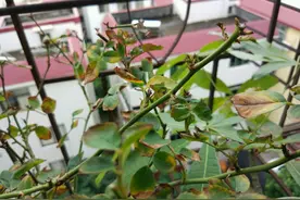 月季叶片夏季掉光成“光杆”，不用着急，用这“四招”拯救它图片