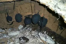 生长在白蚁巢穴中，取天地之灵气而成的乌灵参，一窝能换一套房？图片