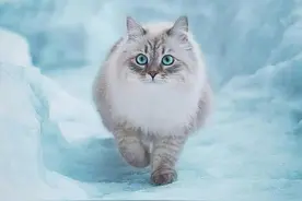 雪地里的猫精灵！图片