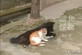 稀奇！小猫吃狗奶“世代冤家”形如母子图片